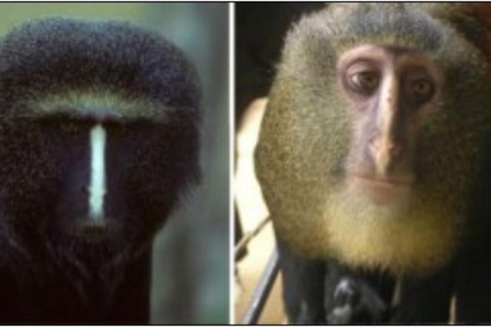 nova vrsta majmuna, Foto: Beta/AP