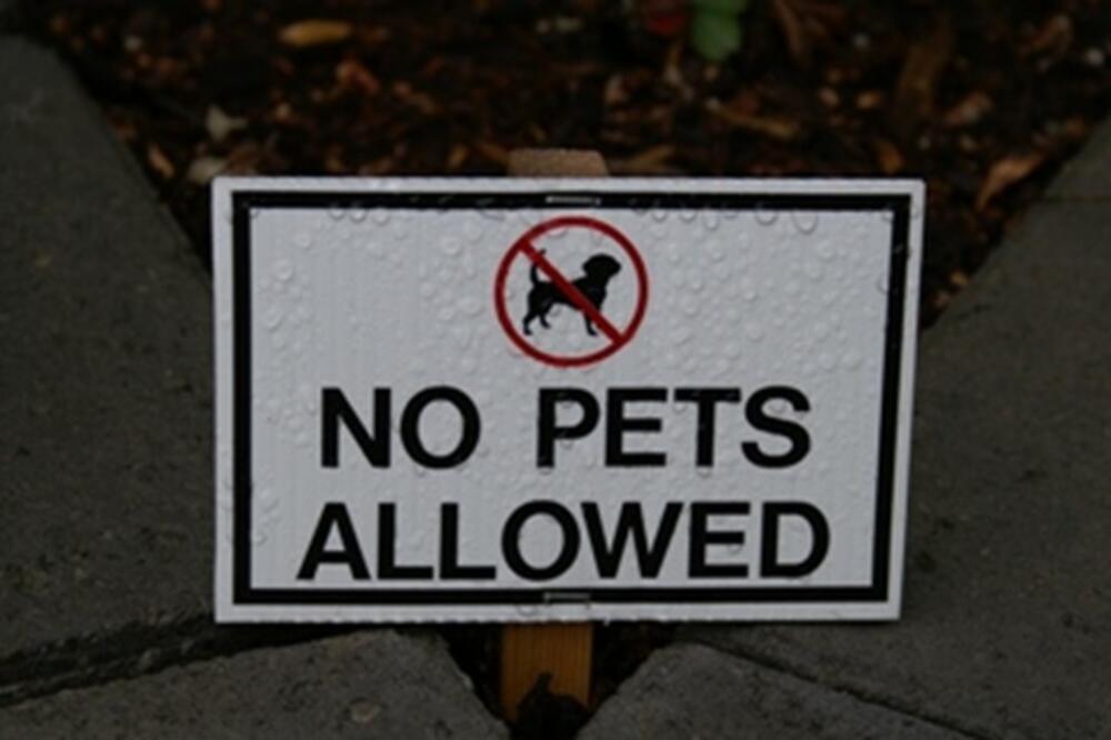 ljubimci, Foto: Colinandiva.com