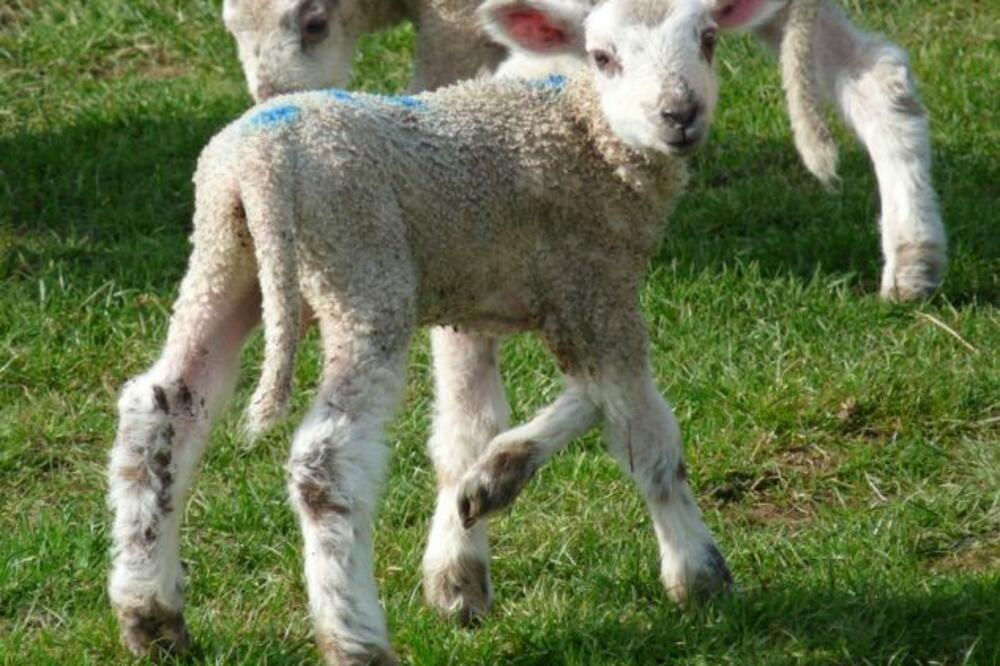 jagnje, Foto: Daily Mail