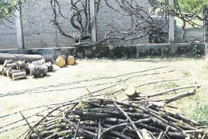 Stanari njegovali jelu 34 godine, komšija je posjekao zbog sinove...