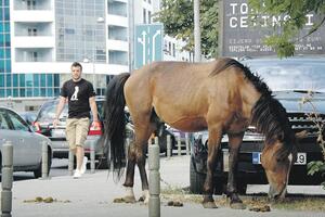 Podgorica ne može biti metropola sa konjima na ulicama