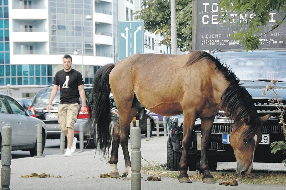 konj, Podgorica, Foto: Luka Zeković