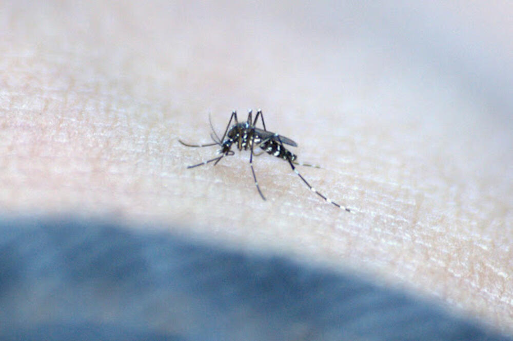 Komarac, Foto: Ggpht.com