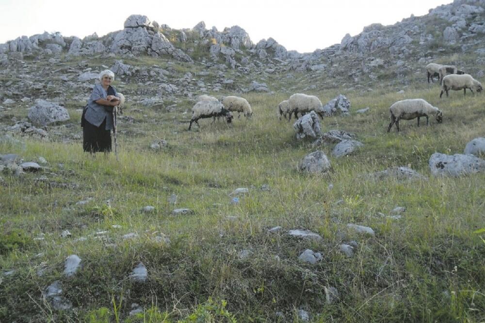 katun, ovce, Foto: Dragana Šćepanović