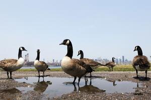 Australija: Patke izazvale veliku gužvu u saobraćaju