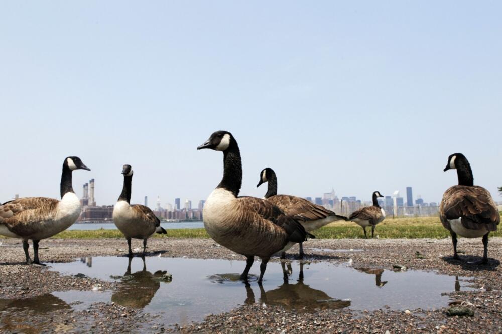 patke, Foto: Rojters