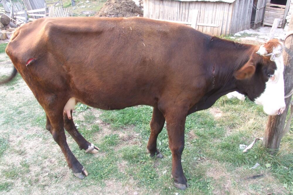 Žabljak, krava, Puniša Petković, Foto: Obrad Pješivac