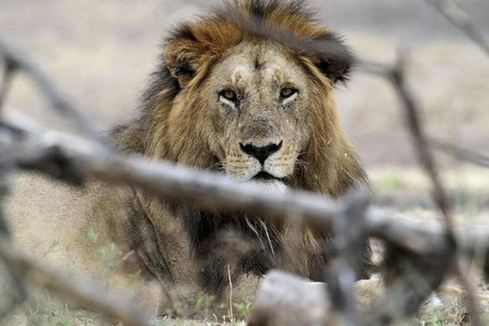 Lav, Foto: Images.smh.com.au