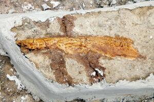 Novi tip dinosaurusa otkriven u Francuskoj