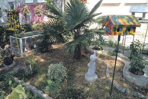 Bašta Dragoljuba Perkovića raj za biljke i golubove