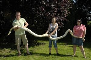 Britanski fetiši- Porodica uzgaja zmije i ima najdužeg pitona u...