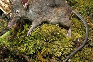 Nova vrsta pacova, isisava crve iz zemlje i siječe ih sekutićima