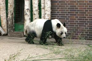 Uginula panda Bao Bao
