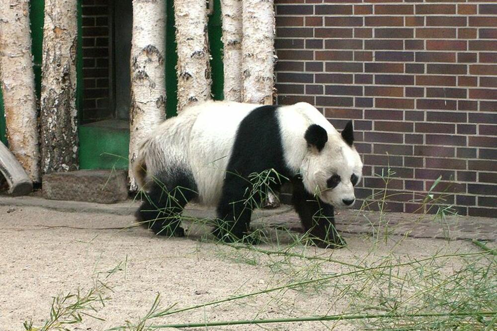 panda Bao Bao, Bao Bao, Foto: De.wikipedia.org