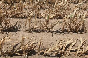 Jugoslavija je imala jedan od najrazvijenijih sistema...