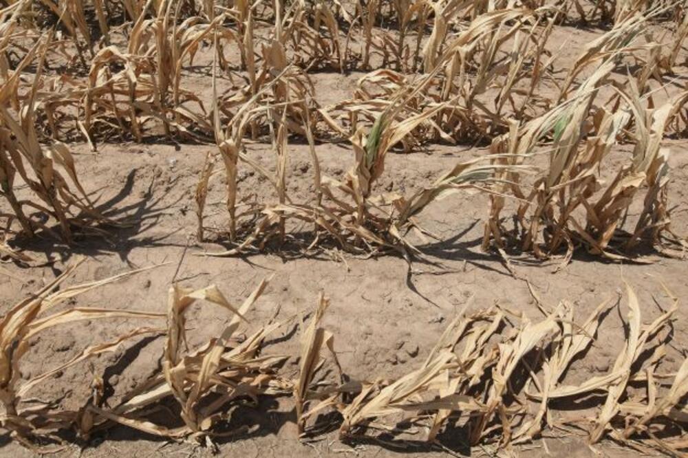 Suša, Foto: Rojters