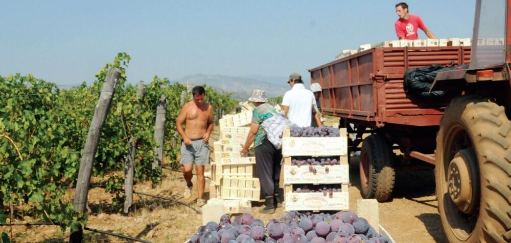 13 jul - Plantaže, berba grožđa