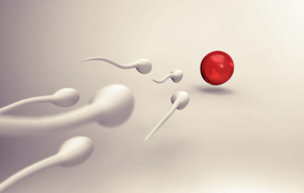 spermatozoid, jajna ćelija, oplodnja