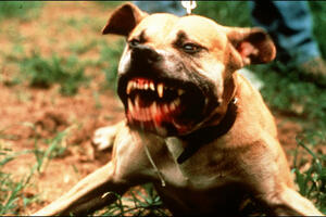 SAD: Pas ubio djevojku koja je brinula o napuštenim životinjama