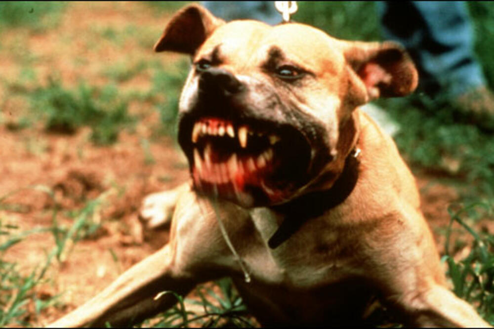 Pas, napad, Foto: Wordpress.com