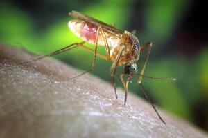 Teksas: Zaprašuju komarce, "da ne bi imali još mrtvih na savjesti"