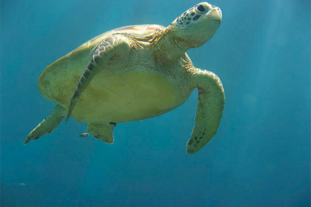 Morska kornjača, Foto: Answersingenesis.org