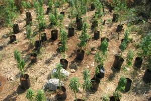 Italija: Pronađena ogromna plantaža marihuane u podzemlju Rima