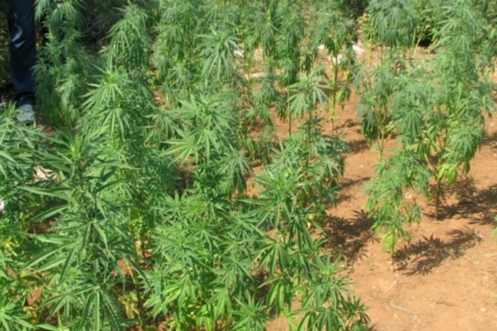 Marihuana, zasadi, Foto: Upravapolicije.com