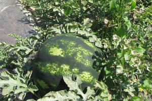 Turkmenistan: Dinja i lubenica nazvane po predsjedniku