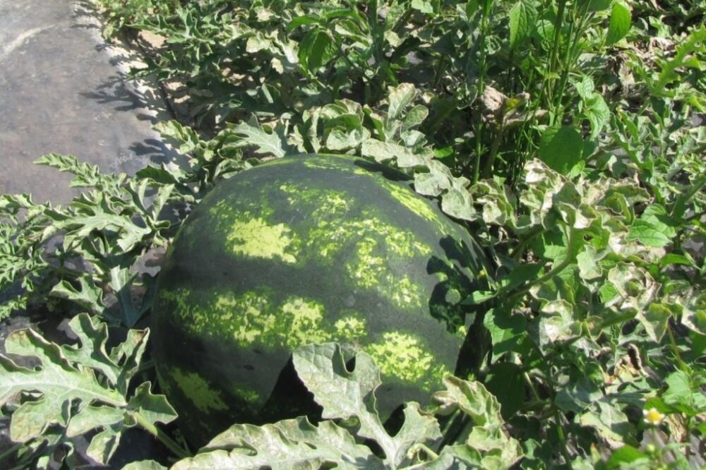 Lubenica, Plav, Foto: Amil Ibrahimagić