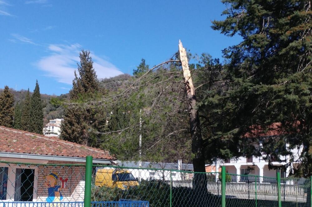 Polomljeni bor kod vrtića u Donjoj Lastvi, Foto: Siniša Luković