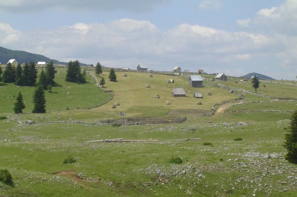 Stočari, Žabljak, Foto: Obrad Pješivac