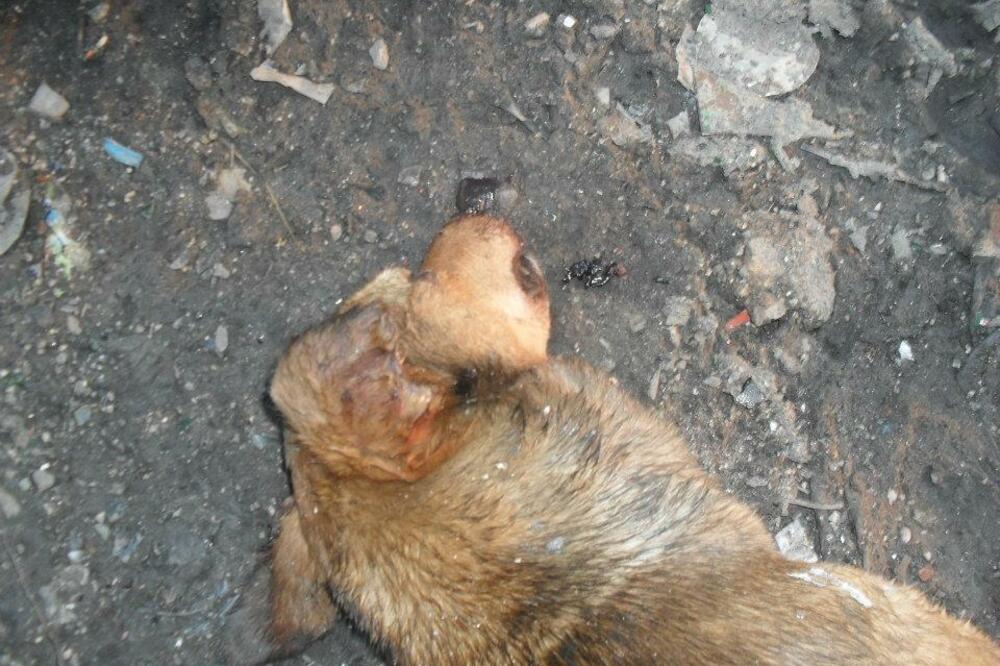 Bar, deponija, trovanje pasa, Foto: Prijatelji LML Bar