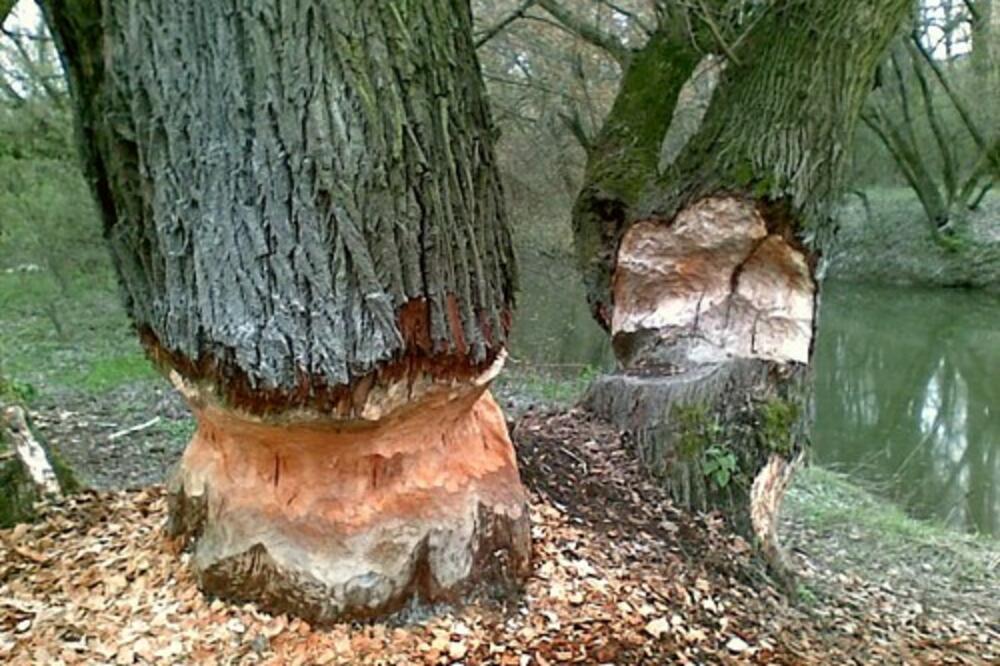 slovačka šuma, Foto: Mw2.google.com