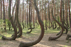 "Iskrivljena šuma" je u Poljskoj