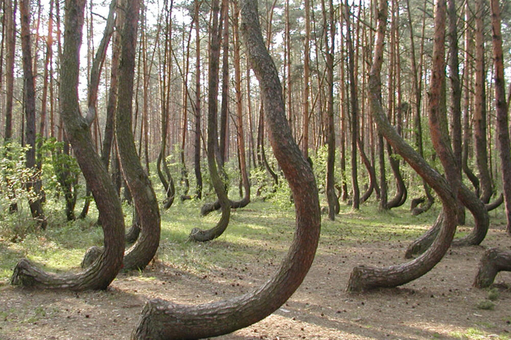 iskrivljena šuma, Foto: News.discovery.com