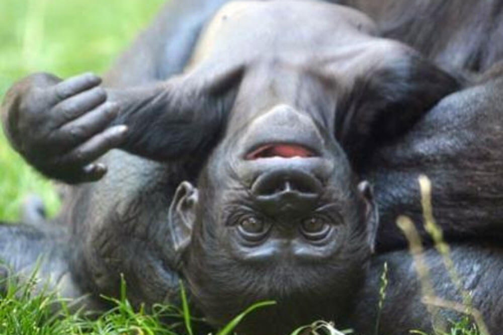 tatu gorila, Foto: Farm2.staticflickr.com