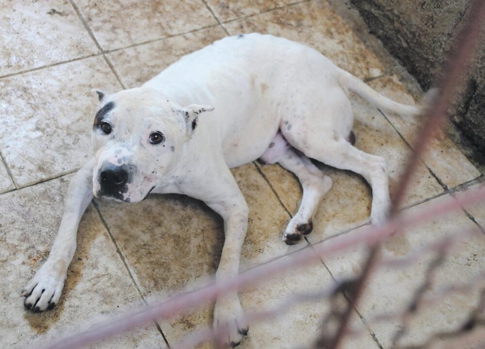 Anel Babić, klanje pasa, borbe pasa