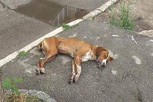 U Pljevljima otrovana četiri psa