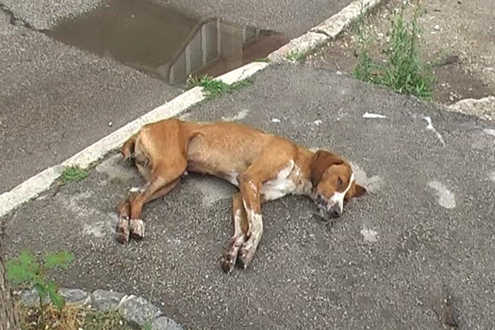 trovanje pasa Pljevlja, pas, Foto: Goran Malidžan