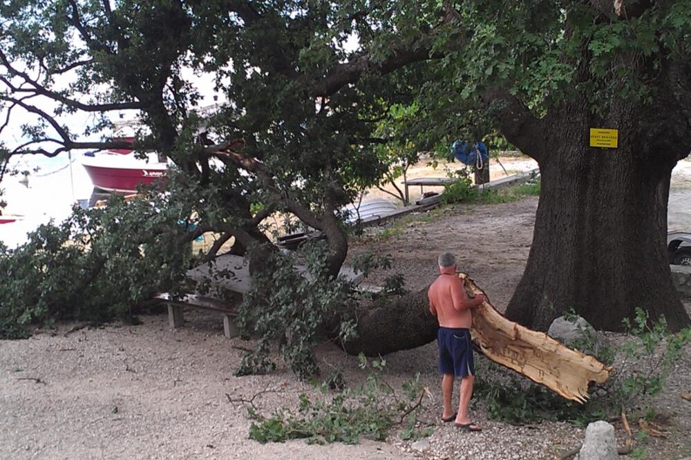 hrast Medunac, Foto: Goran Ćupić