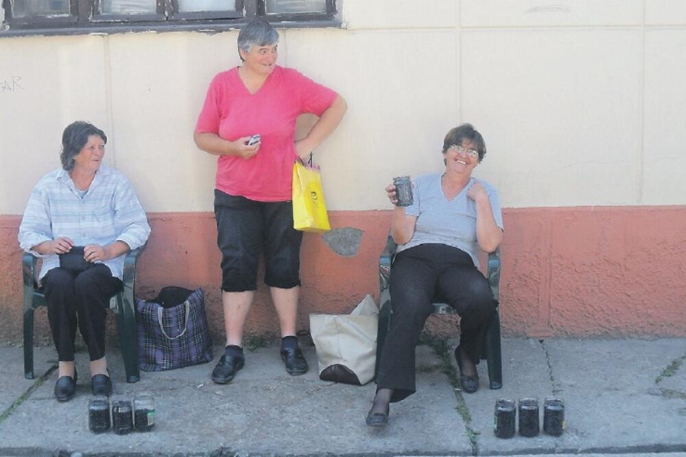 borovnice, Kolašin, Foto: Dragana Šćepanović