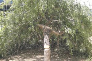 Tokom noći posjekli dva jasena u centru Nikšića