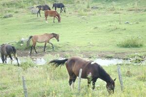Češka poslala četiri rijetka divlja konja u Mongoliju
