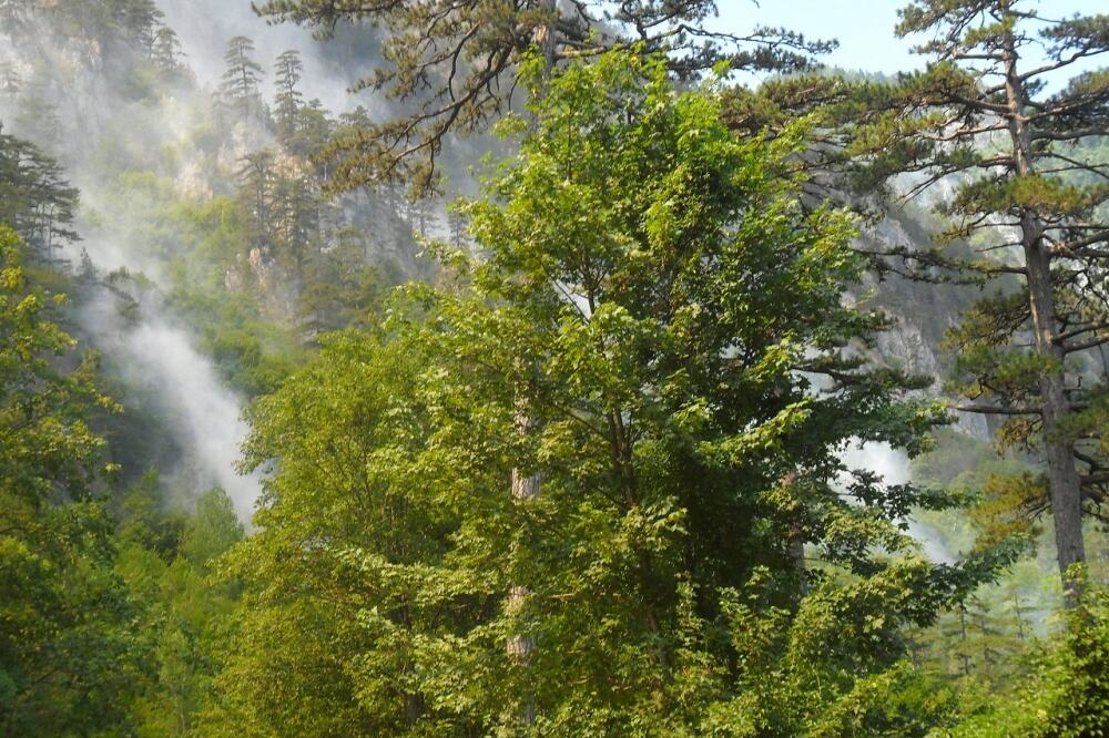 Požar Mojkovac, Đurđevića Tara, Foto: Dragana Šćepanović