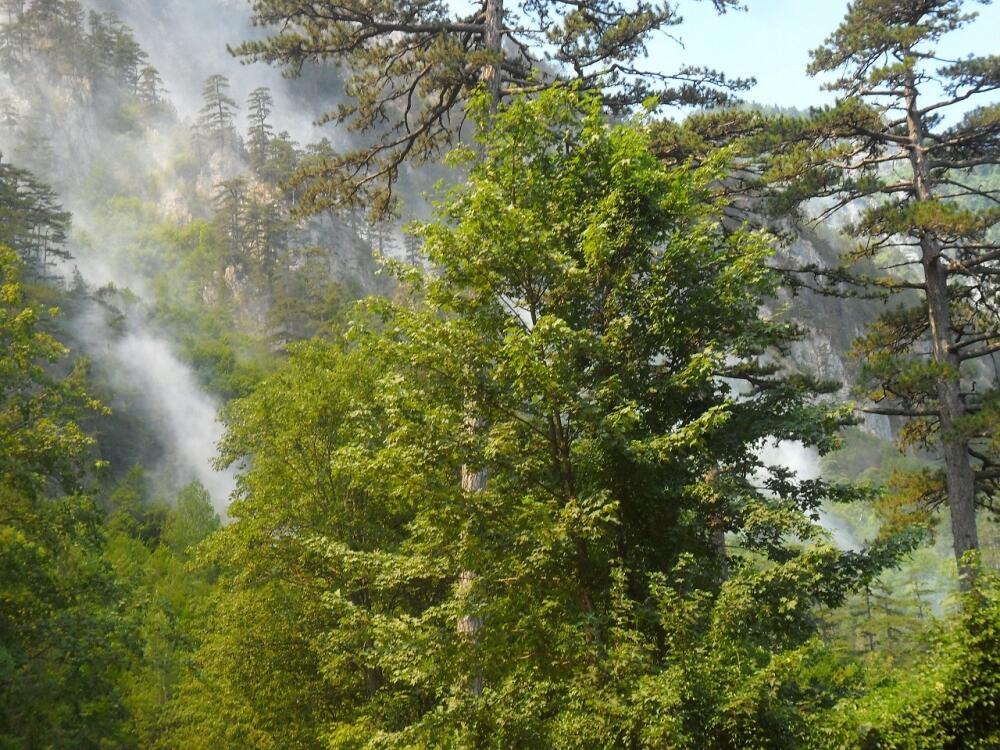 Požar Mojkovac, Đurđevića Tara