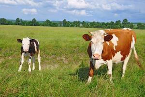 Krave u Francuskoj dnevno piju dvije boce crvenog vina