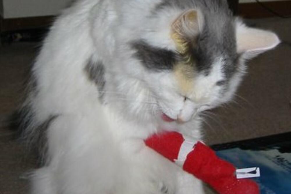 MAČAK, Foto: Thereheis.com