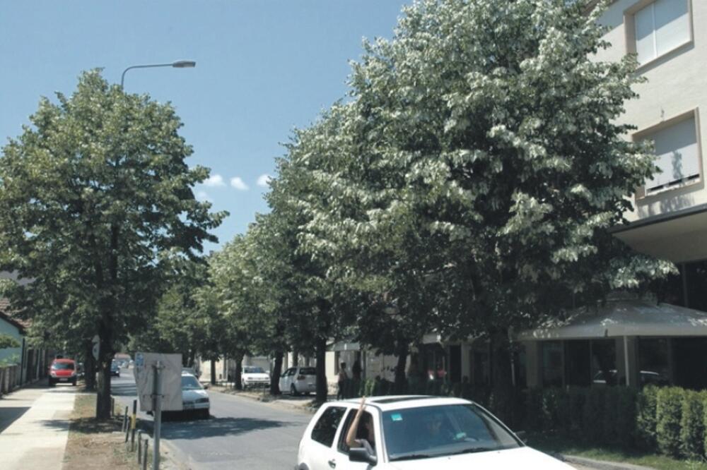 lipa, Nikšić, Foto: NVO Ozon