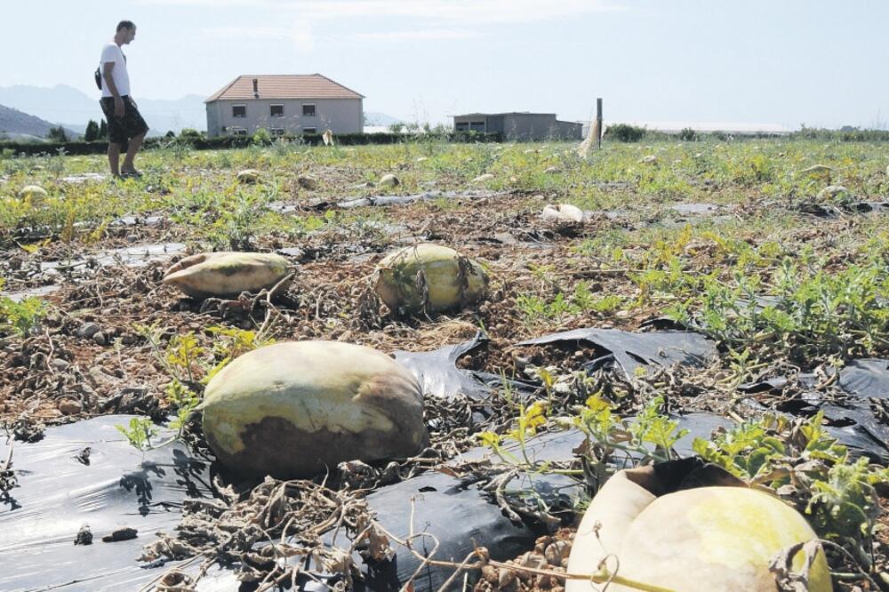 lubenica, Foto: Luka Zeković